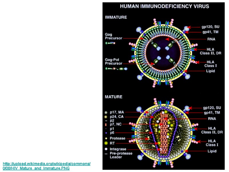 http://upload.wikimedia.org/wikipedia/commons/0/00/HIV_Mature_and_Immature.PNG